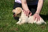 LABRADOR 020